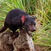 Dabel medvedovity - Sarcophilus harrisii - Tasmanian Devil o9500